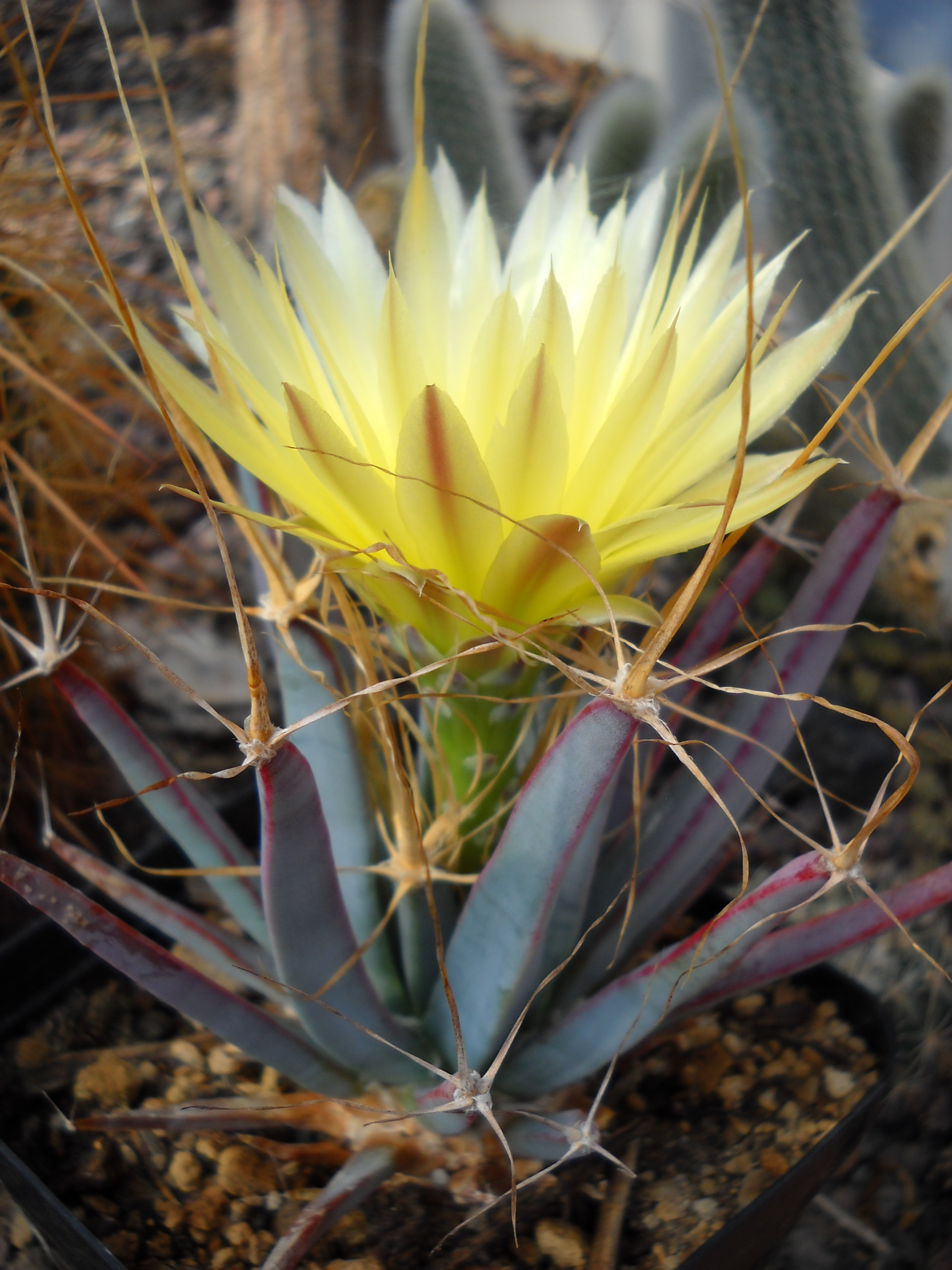 Foto einer Pflanze mit gelber Blüte
