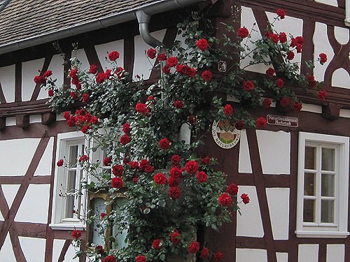 Rosen an der Ecke eines Fachwerkhauses